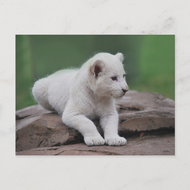 Baby white lion cub 2 postcard (Front)