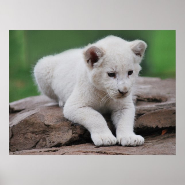 Baby white lion cub series poster (Front)