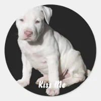 Baby best sale gray pitbull