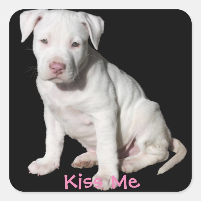 Baby White Pitbull Puppy Square Sticker (Front)