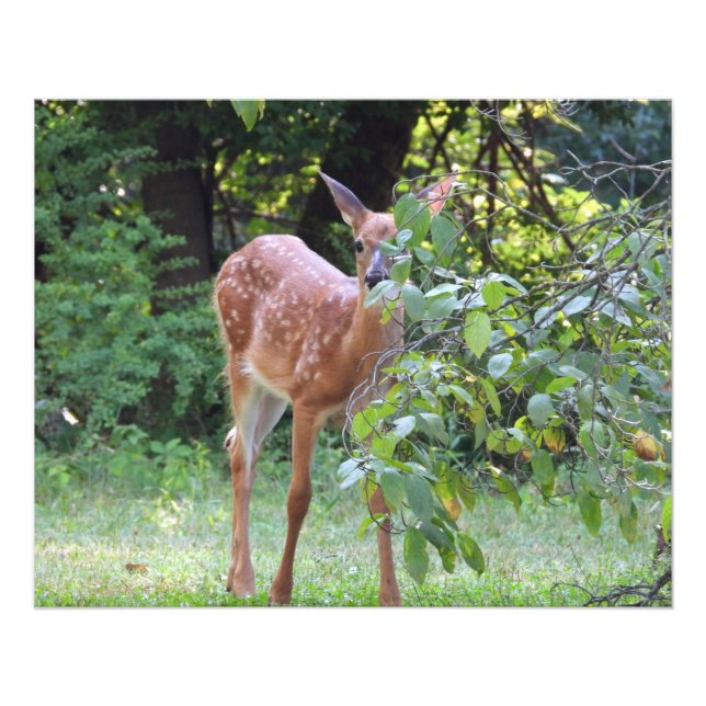 Baby White Tailed Deer Fawn Photo Print (Front)