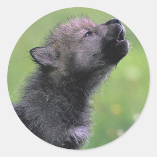 Baby Wolf Howls Classic Round Sticker