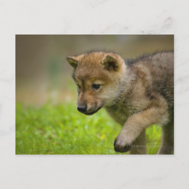 Baby Wolf Postcard (Front)