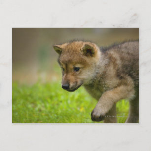 Baby Wolf Postcard