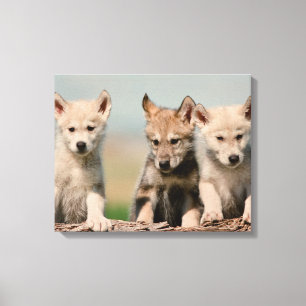Baby Wolves Canvas Print