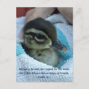 Baby Wood Duck Postcard