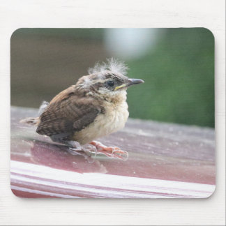 Baby Wren Hair Model Mouse Mat