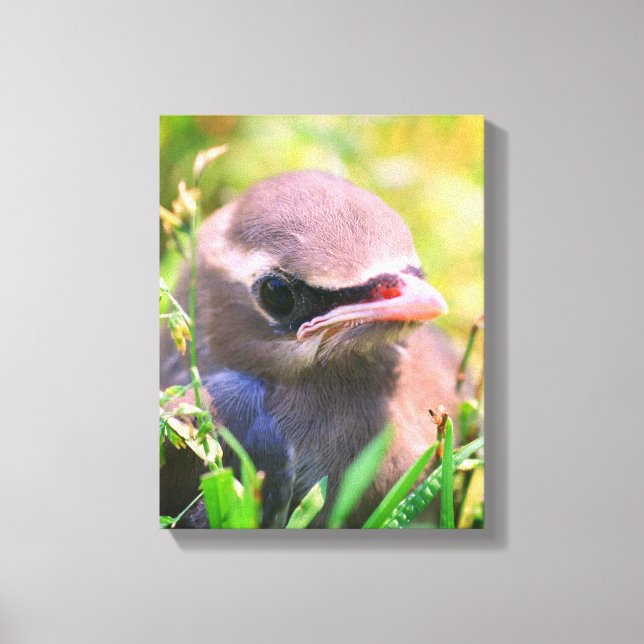 Baby Yellow Cedar Waxwing Fledgling Bird  Canvas Print (Front)