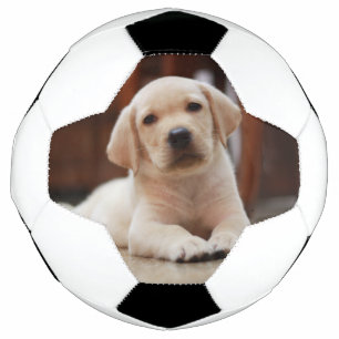 Baby Yellow Labrador Puppy Dog laying on Belly Football