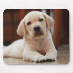 Baby Yellow Labrador Puppy Dog laying on Belly Mouse Mat
