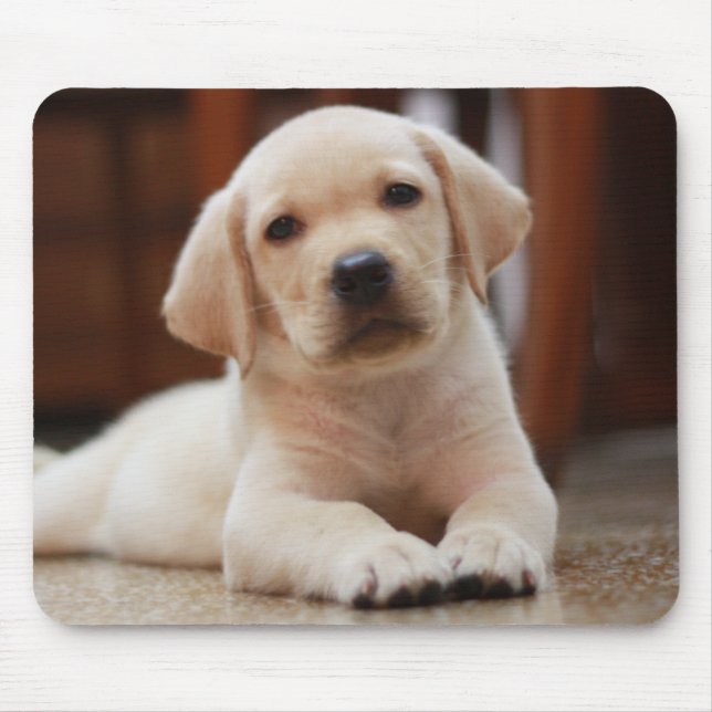 Baby Yellow Labrador Puppy Dog laying on Belly Mouse Mat (Front)