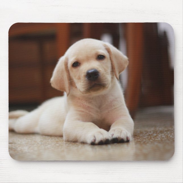 Baby Yellow Labrador Puppy Dog laying on Belly Mouse Mat (Front)