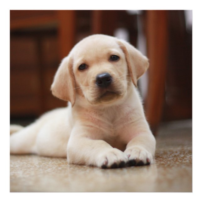Baby Yellow Labrador Puppy Dog laying on Belly Photo Print (Front)