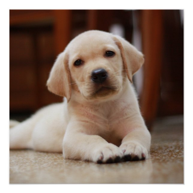 Baby Yellow Labrador Puppy Dog laying on Belly Poster (Front)