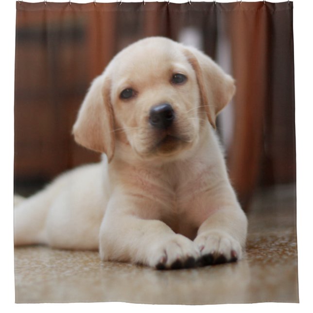 Baby Yellow Labrador Puppy Dog laying on Belly Shower Curtain (Front)