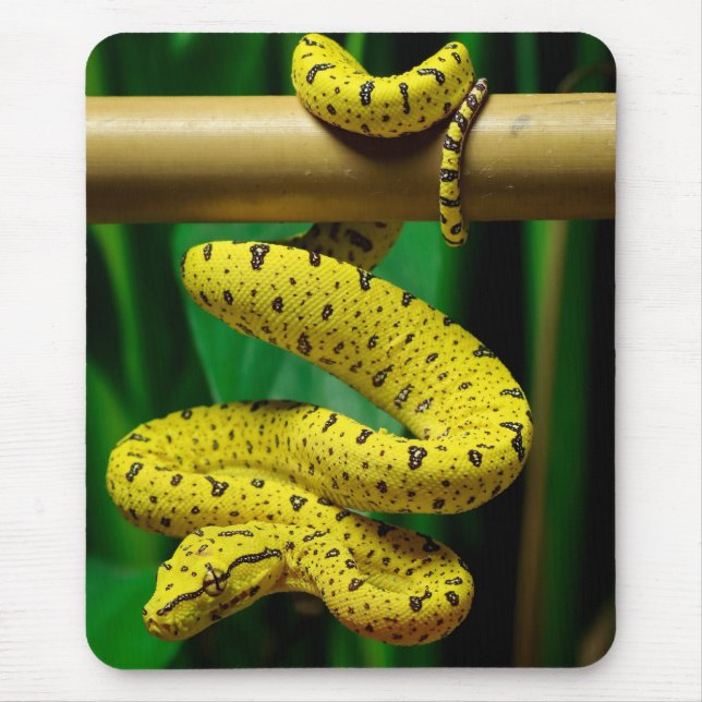 Baby Yellow Phase Green Tree Python Snake Mouse Mat (Front)