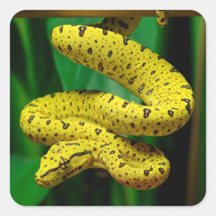 Baby Yellow Phase Green Tree Python Snake Square Sticker