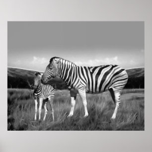 Baby Zebra and mum Poster
