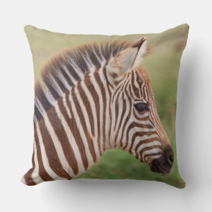 Baby zebra head, Tanzania Cushion