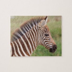 Baby zebra head, Tanzania Jigsaw Puzzle