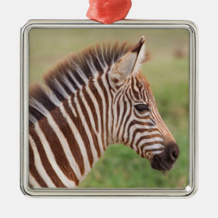 Baby zebra head, Tanzania Metal Tree Decoration