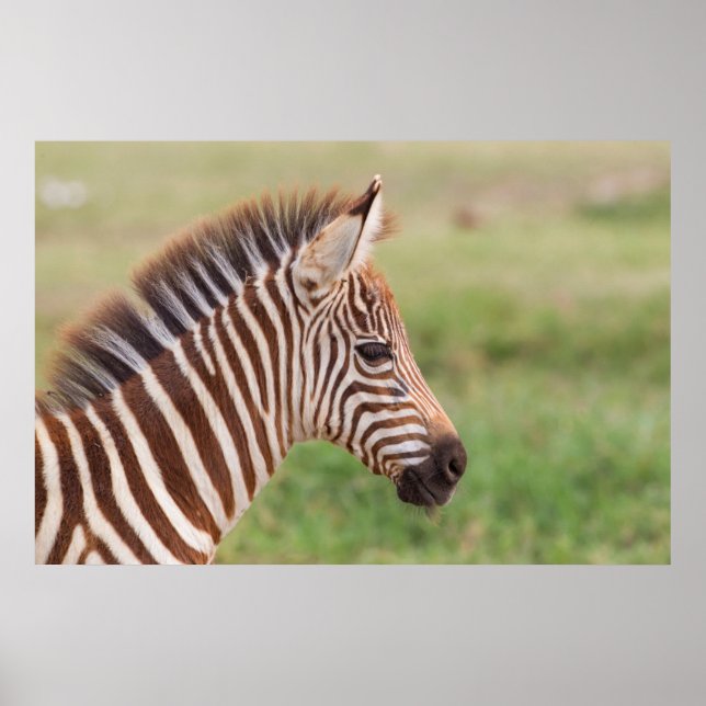 Baby zebra head, Tanzania Poster (Front)