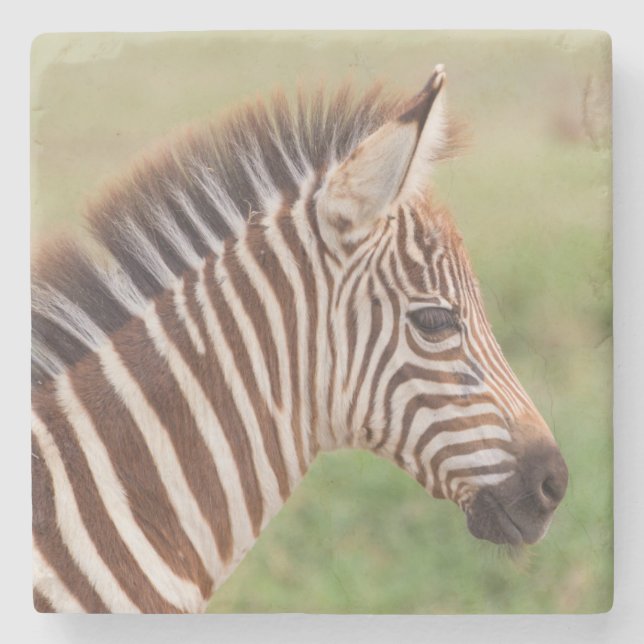 Baby zebra head, Tanzania Stone Coaster (Front)