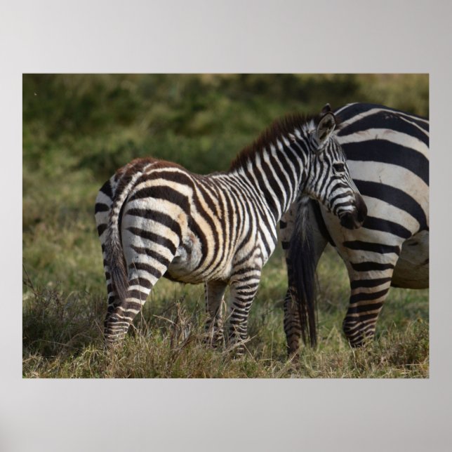 Baby Zebra in Africa  Poster (Front)
