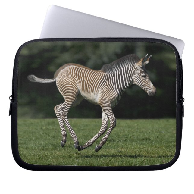 Baby Zebra Laptop Sleeve (Front)