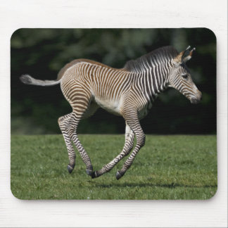 Baby Zebra Mousemat