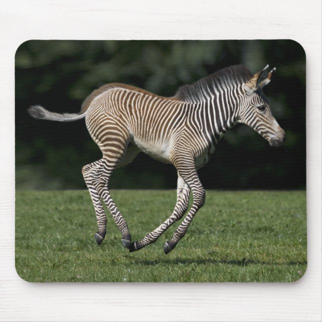 Baby Zebra Mousemat (Front)