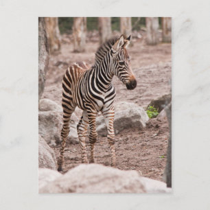 Baby zebra postcard