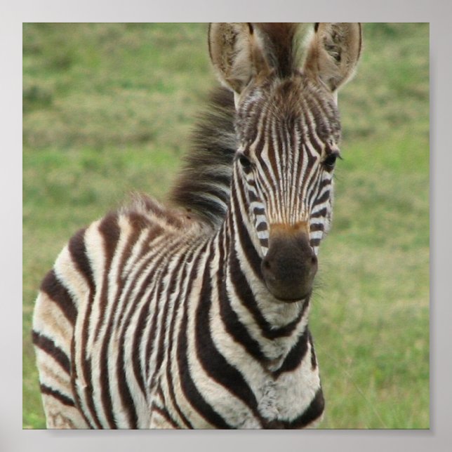 Baby Zebra Poster Print (Front)