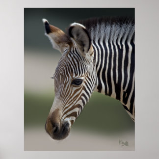 Baby Zebra Print