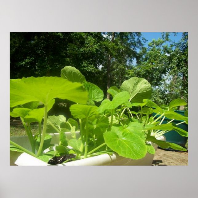Baby zucchini plants in the front porch garden poster (Front)