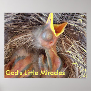 babybirds- God's Little Miracles Poster