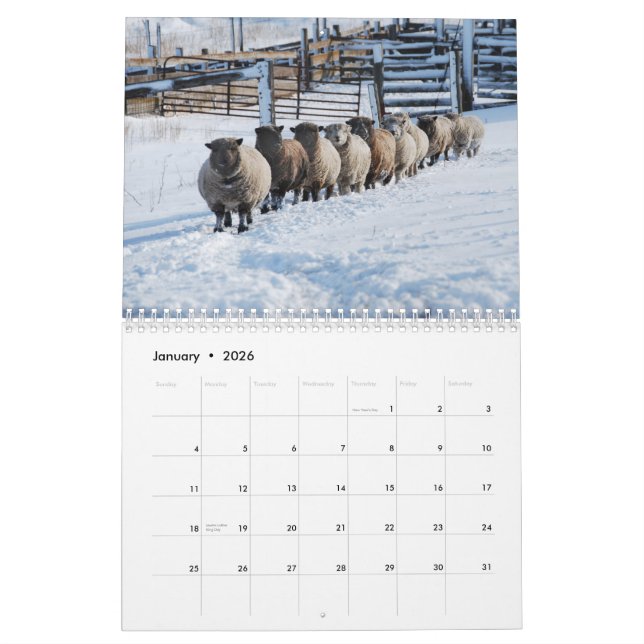 Babydoll Southdown Sheep 2013 NABSSAR calendar (Jan 2026)
