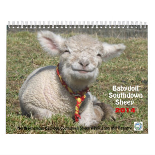 Babydoll Southdown Sheep 2014 NABSSAR calendar