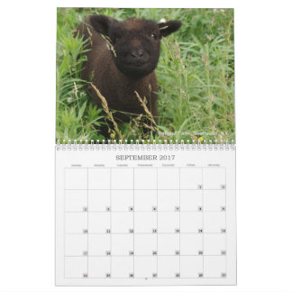 Babydoll Southdown Sheep 2017 NABSSAR Calendar