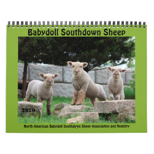 Babydoll Southdown Sheep 2020 NABSSAR Calendar