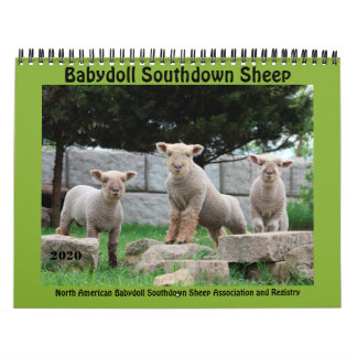 Babydoll Southdown Sheep 2020 NABSSAR Calendar