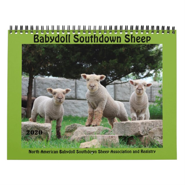 Babydoll Southdown Sheep 2020 NABSSAR Calendar (Cover)