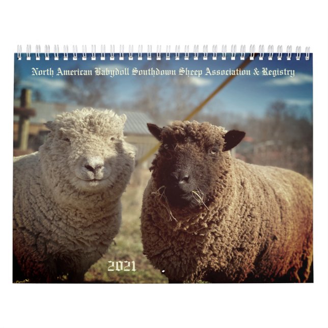 Babydoll Southdown Sheep 2021 NABSSAR Calendar (Cover)
