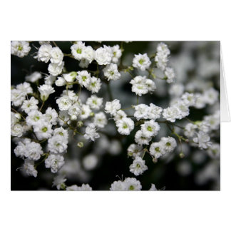 Baby's Breath