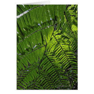 Bach Ma National Park