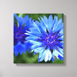 Bachelor Buttons Canvas Print