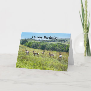Bachelor Pronghorn Antelopes Happy Birthday Card