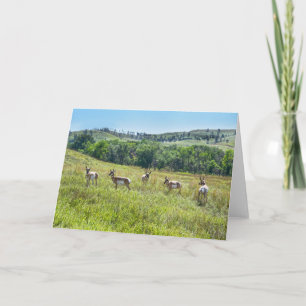 Bachelor Pronghorn Antelopes, South Dakota Card