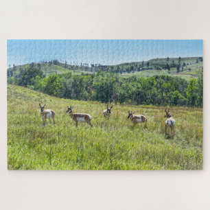 Bachelor Pronghorn Antelopes, South Dakota Jigsaw Puzzle