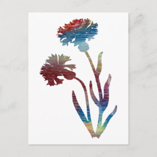 Bachelor's Button Postcard